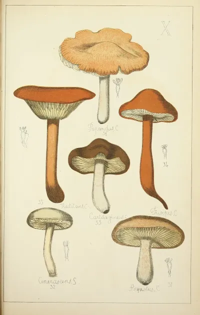 Histoire Naturelle Des Champignons Pl 10