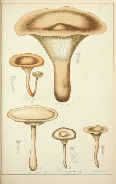 Histoire Naturelle Des Champignons Pl 11