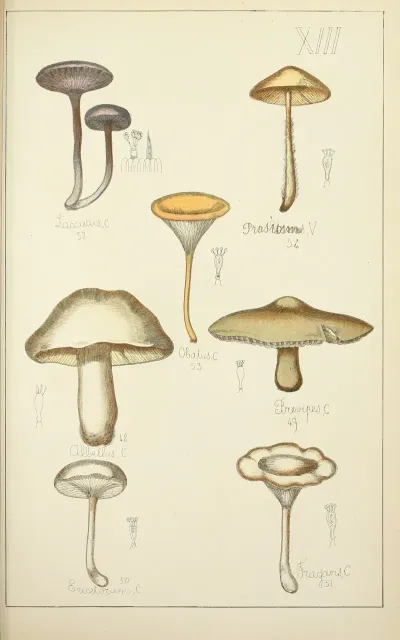 Histoire Naturelle Des Champignons Pl 13