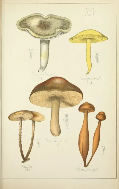 Histoire Naturelle Des Champignons Pl 14