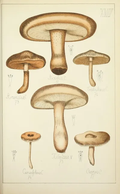 Histoire Naturelle Des Champignons Pl 17
