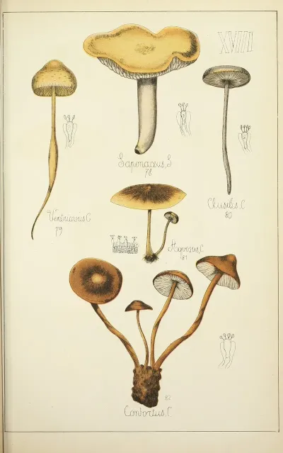 Histoire Naturelle Des Champignons Pl 18