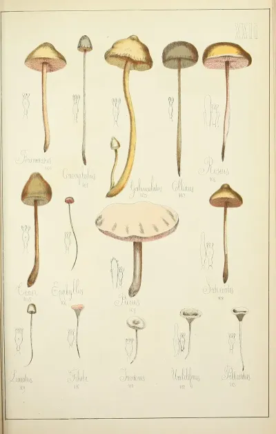 Histoire Naturelle Des Champignons Pl 22