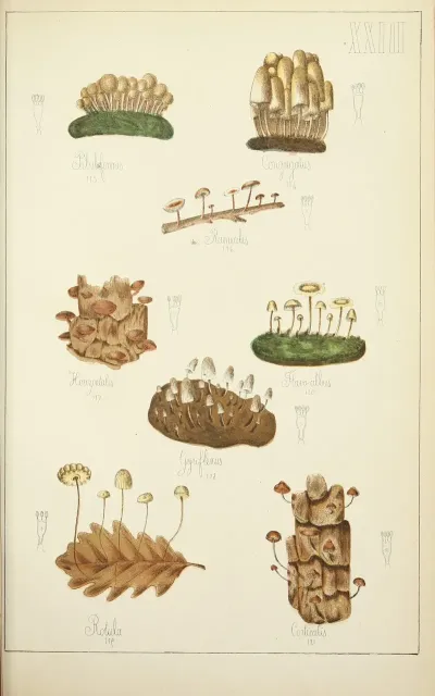 Histoire Naturelle Des Champignons Pl 23