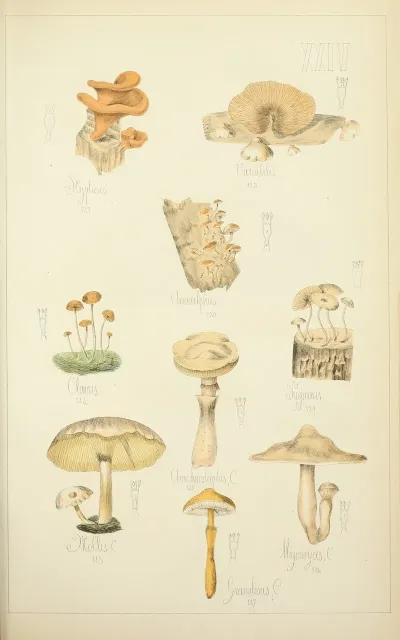 Histoire Naturelle Des Champignons Pl 24