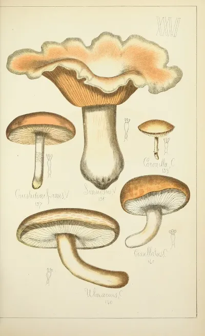 Histoire Naturelle Des Champignons Pl 26