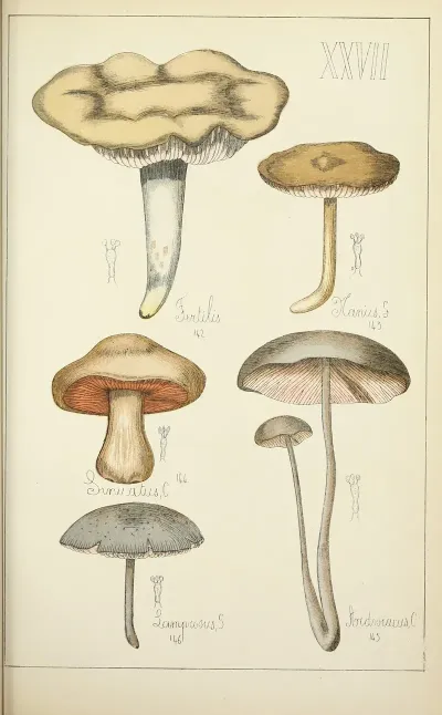 Histoire Naturelle Des Champignons Pl 27