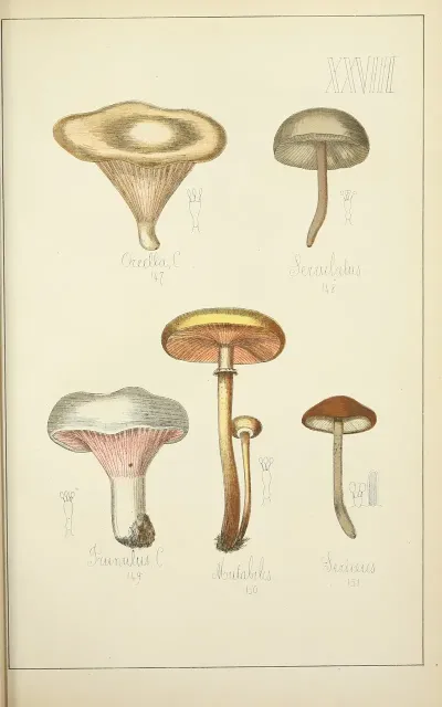 Histoire Naturelle Des Champignons Pl 28