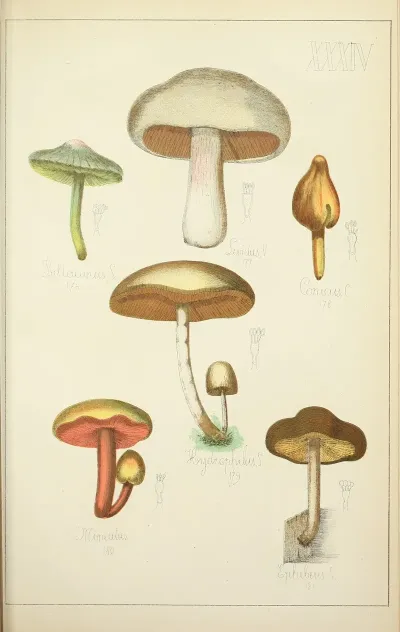 Histoire Naturelle Des Champignons Pl 34
