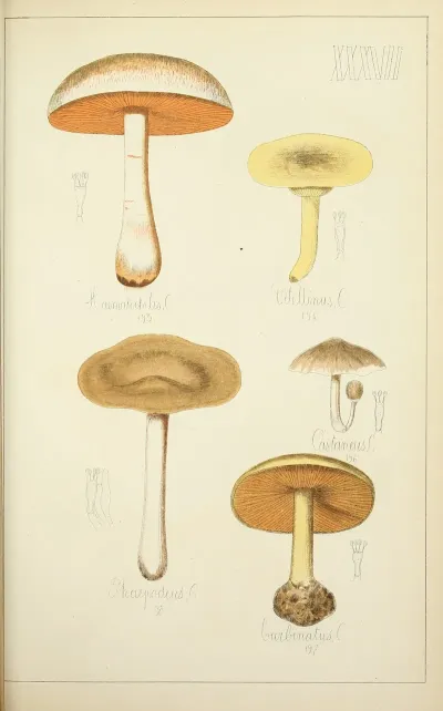 Histoire Naturelle Des Champignons Pl 37