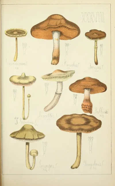 Histoire Naturelle Des Champignons Pl 38