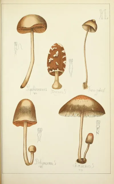 Histoire Naturelle Des Champignons Pl 40