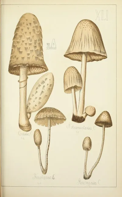 Histoire Naturelle Des Champignons Pl 41
