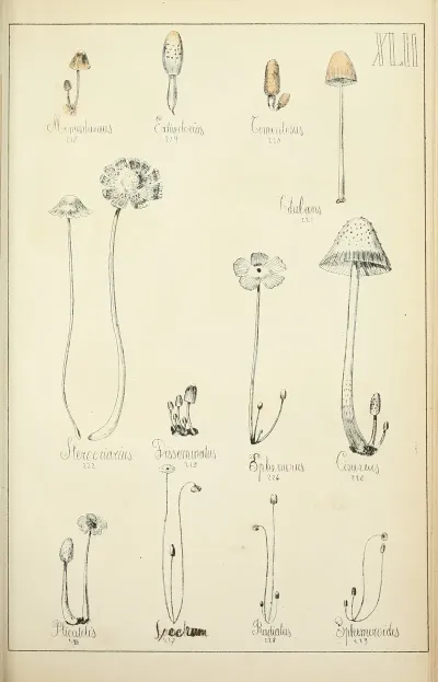 Histoire Naturelle Des Champignons Pl 42