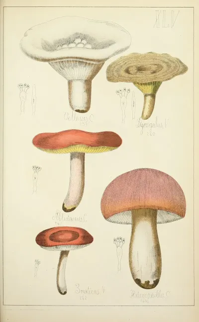 Histoire Naturelle Des Champignons Pl 45
