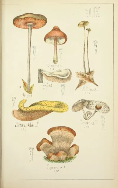 Histoire Naturelle Des Champignons Pl 49