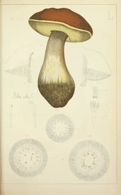 Histoire Naturelle Des Champignons Pl 50