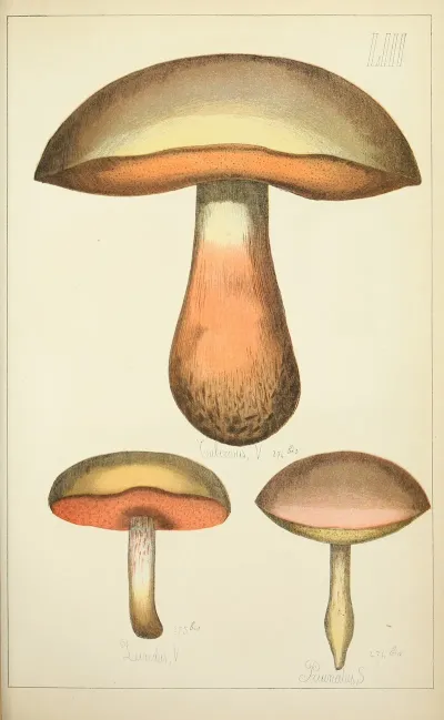 Histoire Naturelle Des Champignons Pl 53