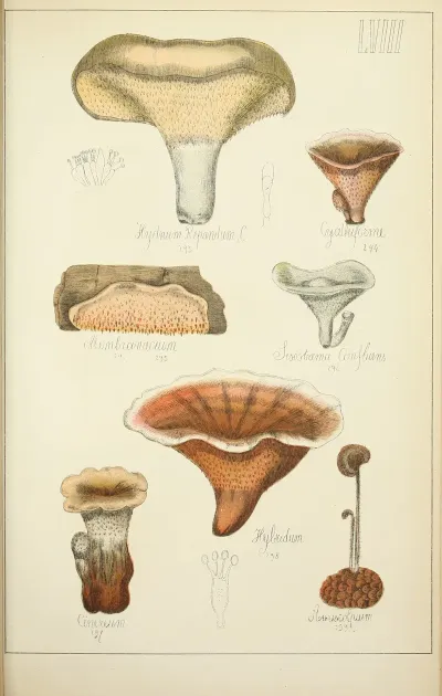 Histoire Naturelle Des Champignons Pl 58