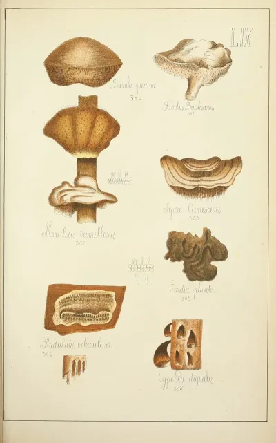 Histoire Naturelle Des Champignons Pl 59