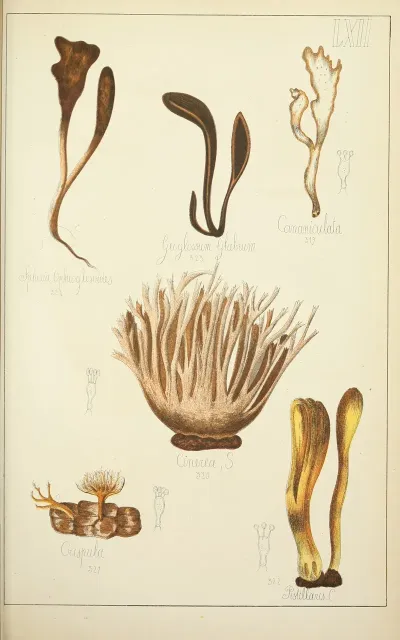 Histoire Naturelle Des Champignons Pl 62