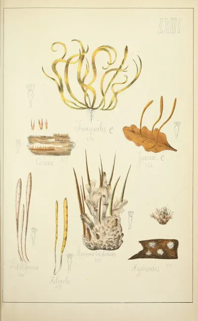 Histoire Naturelle Des Champignons Pl 63