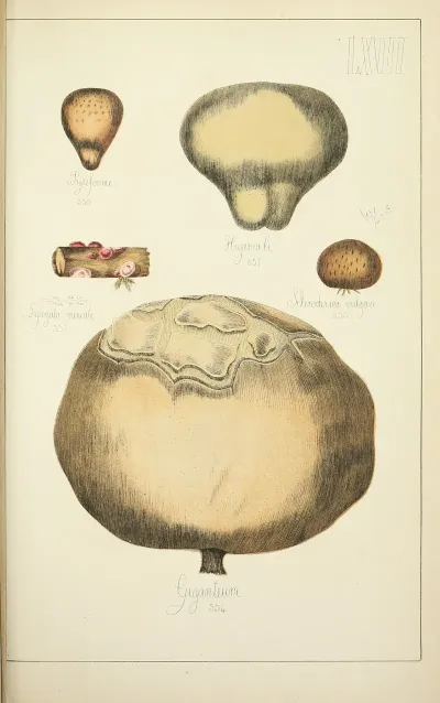 Histoire Naturelle Des Champignons Pl 67