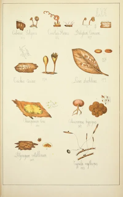 Histoire Naturelle Des Champignons Pl 70