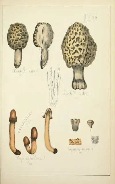 Histoire Naturelle Des Champignons Pl 71