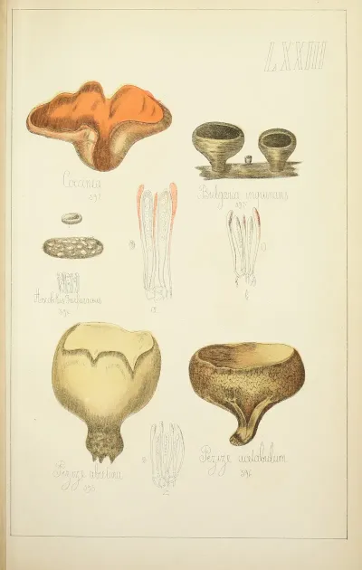 Histoire Naturelle Des Champignons Pl 73