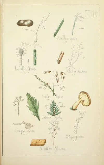 Histoire Naturelle Des Champignons Pl 74