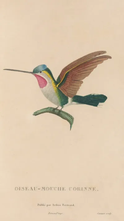 Histoire Naturelle Des Oiseaux Mouches Pl 02