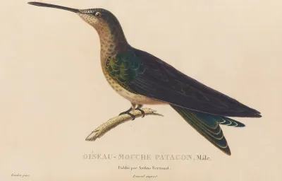 Histoire Naturelle Des Oiseaux Mouches Pl 03