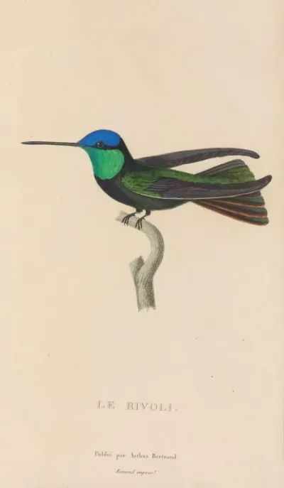 Histoire Naturelle Des Oiseaux Mouches Pl 04