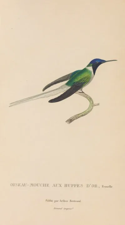 Histoire Naturelle Des Oiseaux Mouches Pl 08