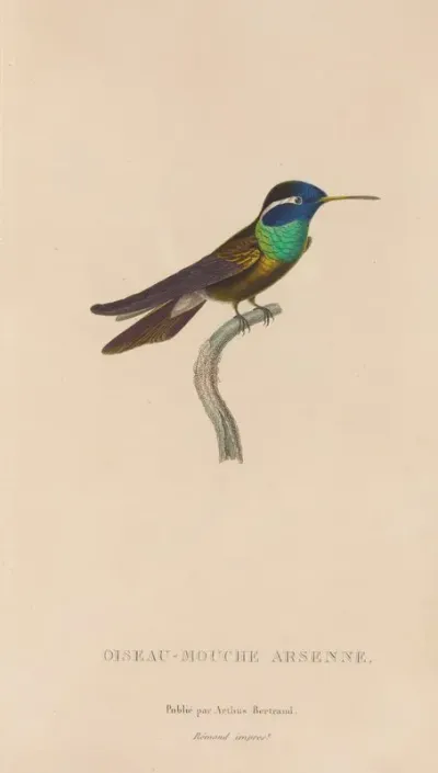 Histoire Naturelle Des Oiseaux Mouches Pl 09