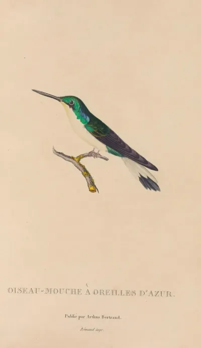 Histoire Naturelle Des Oiseaux Mouches Pl 10