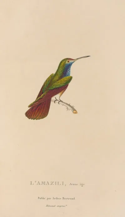 Histoire Naturelle Des Oiseaux Mouches Pl 12