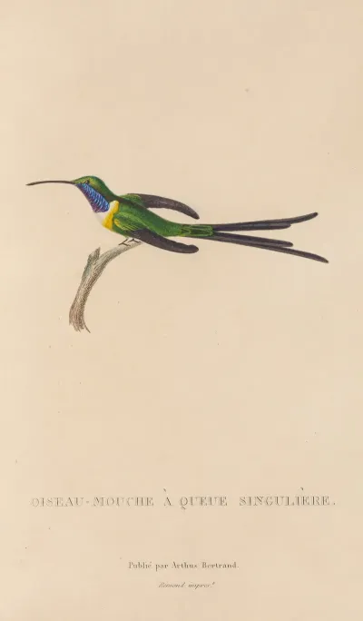 Histoire Naturelle Des Oiseaux Mouches Pl 15