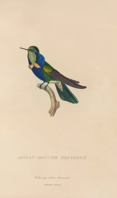 Histoire Naturelle Des Oiseaux Mouches Pl 16