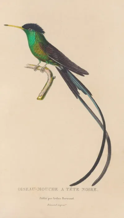 Histoire Naturelle Des Oiseaux Mouches Pl 17