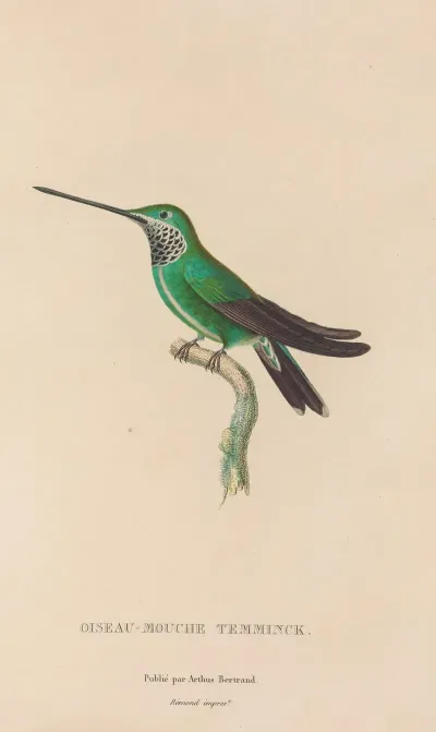 Histoire Naturelle Des Oiseaux Mouches Pl 20