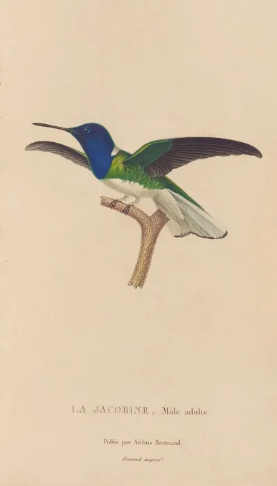 Histoire Naturelle Des Oiseaux Mouches Pl 21