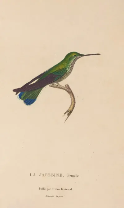 Histoire Naturelle Des Oiseaux Mouches Pl 22