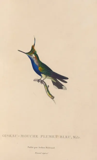 Histoire Naturelle Des Oiseaux Mouches Pl 23