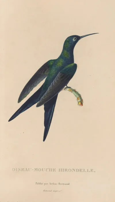 Histoire Naturelle Des Oiseaux Mouches Pl 25