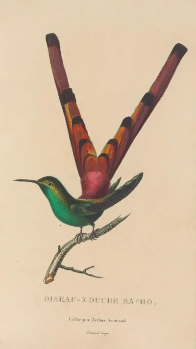 Histoire Naturelle Des Oiseaux Mouches Pl 27