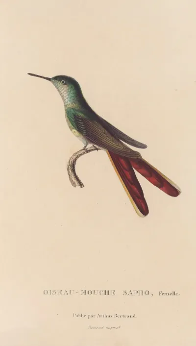 Histoire Naturelle Des Oiseaux Mouches Pl 28