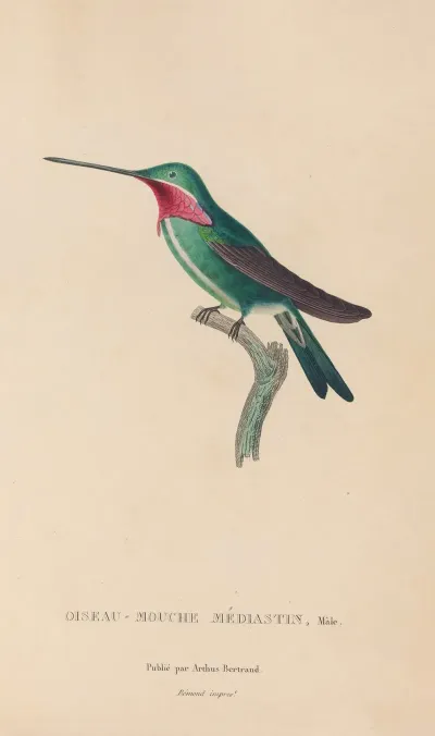 Histoire Naturelle Des Oiseaux Mouches Pl 29