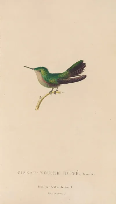 Histoire Naturelle Des Oiseaux Mouches Pl 32